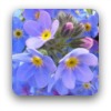 Pale blue forgetmenot flowers
