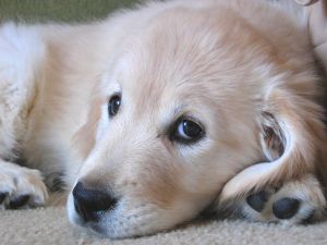 Golden retriever puppy