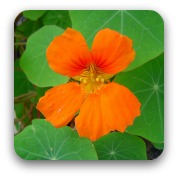 single orange nastertium