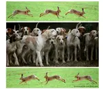 improv- hares-hounds