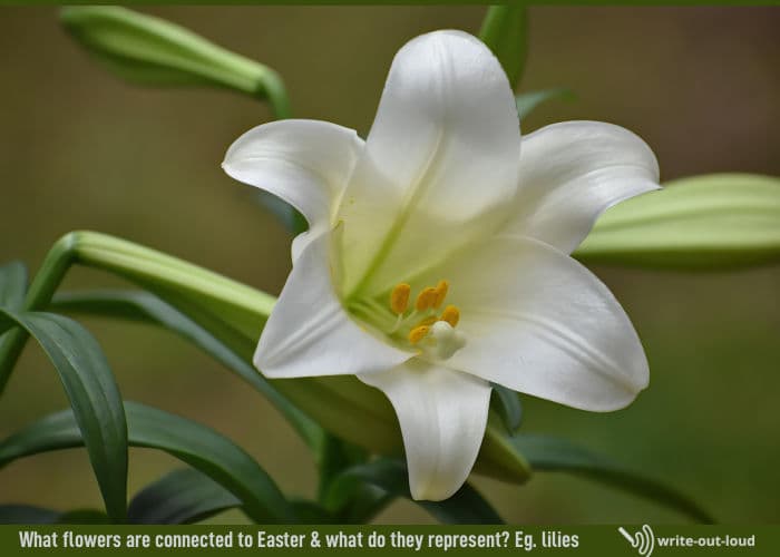 White Easter lilies
