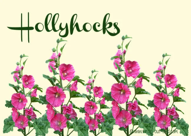 Pink hollyhocks