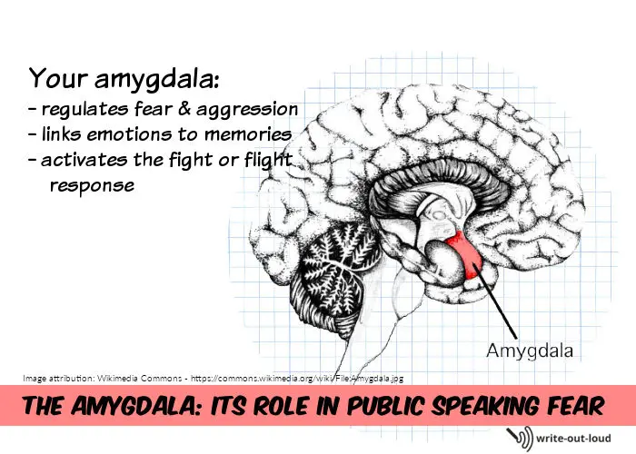 Diagram of the amygdala