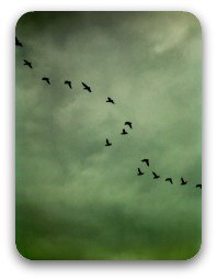 Image: Birds in flight Image: Birds in flight