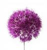 purple allium