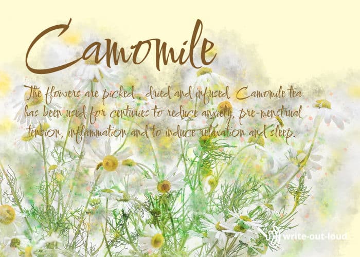 Image: chamomile daisy plants. Text: Chamomile tea has been used for centuries to aid relaxation. Image: chamomile daisy plants. Text: Chamomile tea has been used for centuries to aid relaxation.