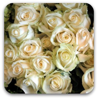 A bunch of creamy-pink roses