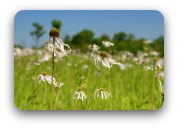 Field daisies blowing in the wind Field daisies blowing in the wind