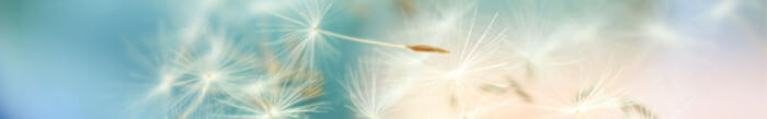 Image - dandelion seed heads blowing across clear sky.