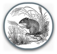 Black and white drawing of a field mouse Black and white drawing of a field mouse