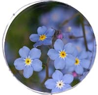 Blue forget-me-nots