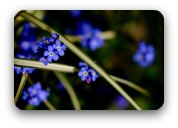 Bright blue forgetmenots Bright blue forgetmenots