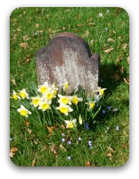 Image: Old stone gravestone with daffodils Image: Old stone gravestone with daffodils