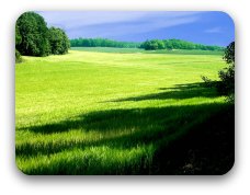 Image: A broad sweep of sun-lit green pasture. Image: A broad sweep of sun-lit green pasture.