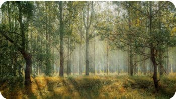 Image: woods in summer - sunlight shafting through the trees. Image: woods in summer - sunlight shafting through the trees.