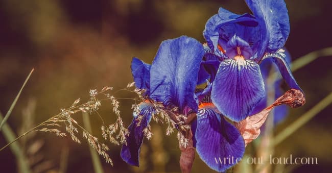 Image: purple irises