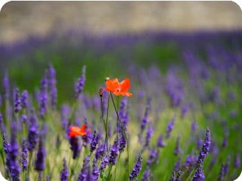 Image: lavender with red field poppies. Image: lavender with red field poppies.