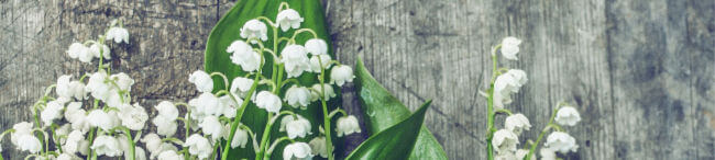 Lily of the valley flowers