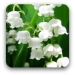 White lily of valley flowers White lily of valley flowers