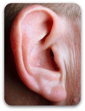 An adult man's ear