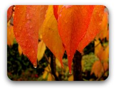 Image: Burnt orange autumn leaves with rain drops. Image: Burnt orange autumn leaves with rain drops