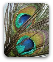 Peacock feathers Peacock feathers