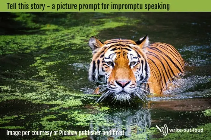 Tiger swimming in jungle swamp - One of 41 tell-this-story picture prompts