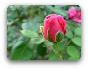 A single pink rose bud A single pink rose bud