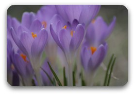 Image: Purple crocus Image: Purple crocus