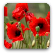 Image: Red field poppies Image: Red field poppies