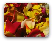 Rose petals Rose petals