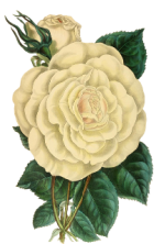 Vintage image of a fully open white rose, a bud and deep green leaves.