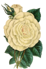 Vintage image of a fully open white rose, a bud and deep green leaves. Vintage image of a fully open white rose, a bud and deep green leaves.