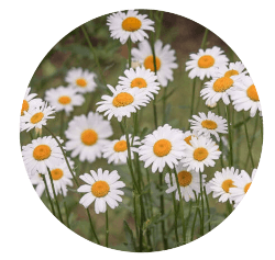 Image: white road side daisies