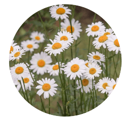Image: white road side daisies Image: white road side daisies
