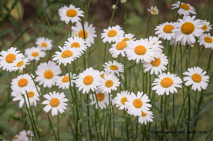 white roadside daisies compressed
