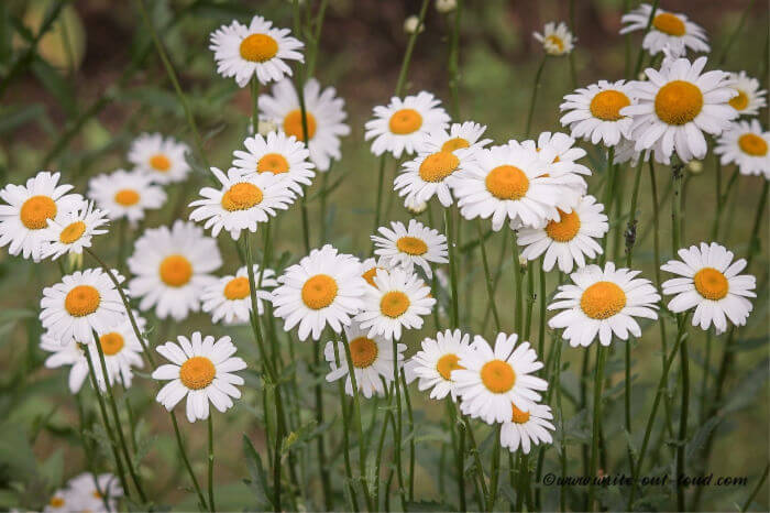 Image: white road side daisies in full flower