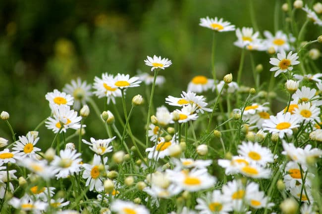 Image: a mass of white field daisies