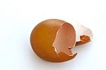 Broken egg shell