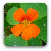 single orange nastertium